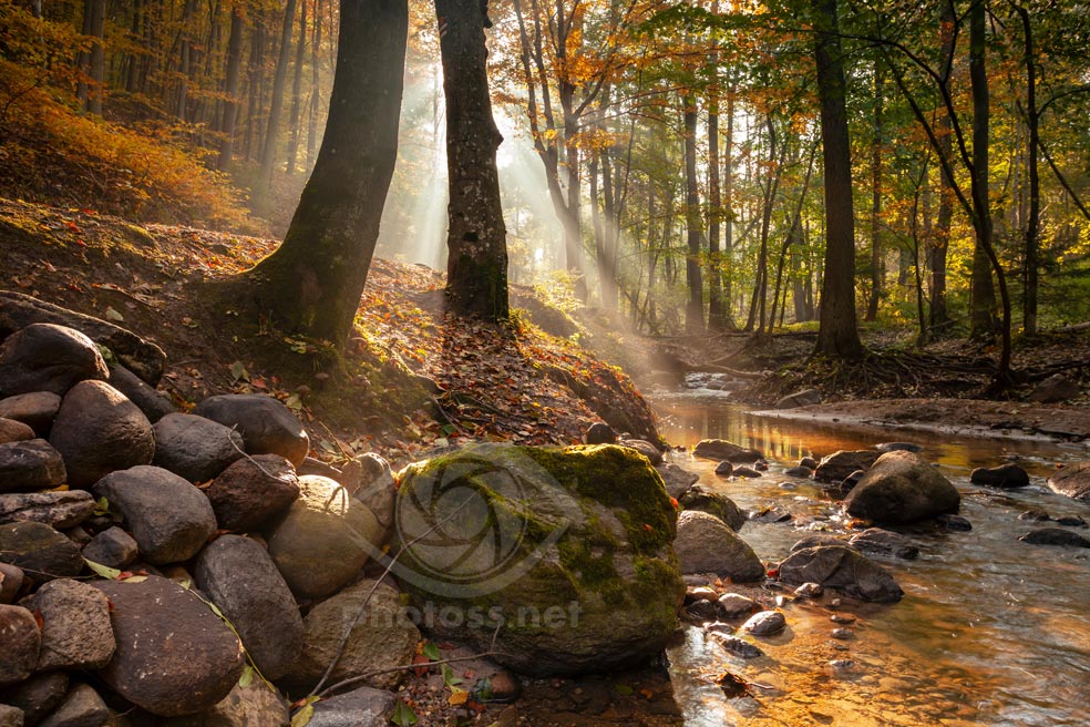 Autumn in the Forest, Gdynia, Poland. Slawek Staszczuk Photography.