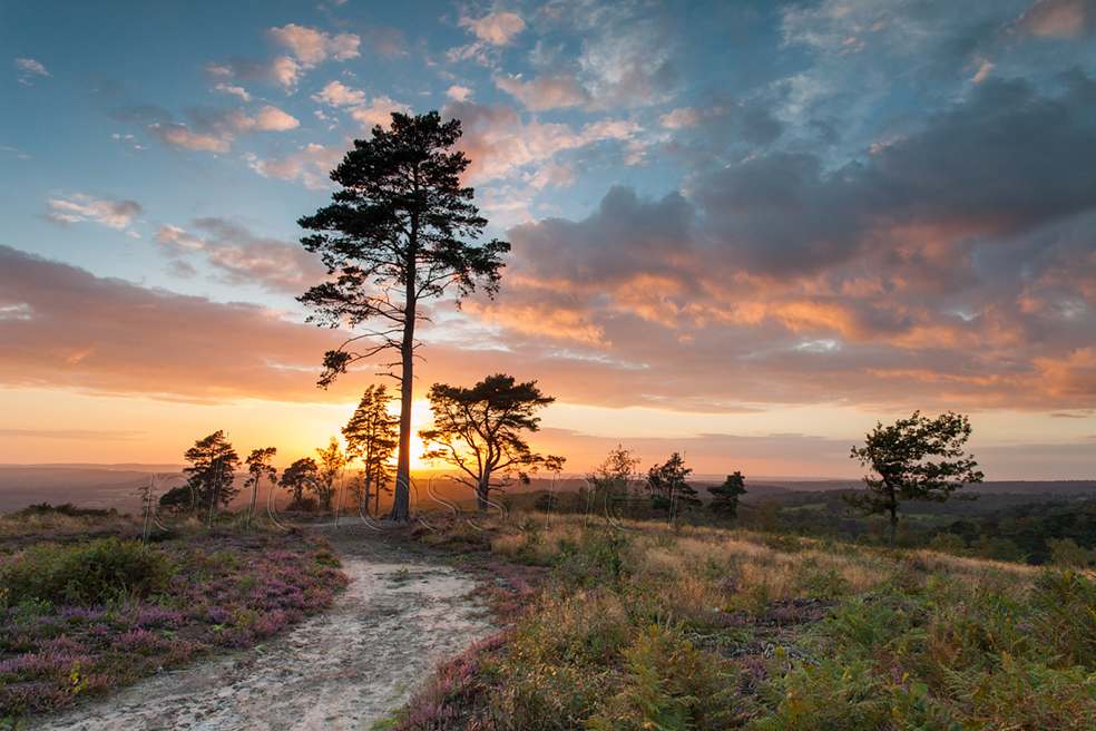 Blackdown in West Sussex. How to achieve a clear, readable composition in landscape photography.