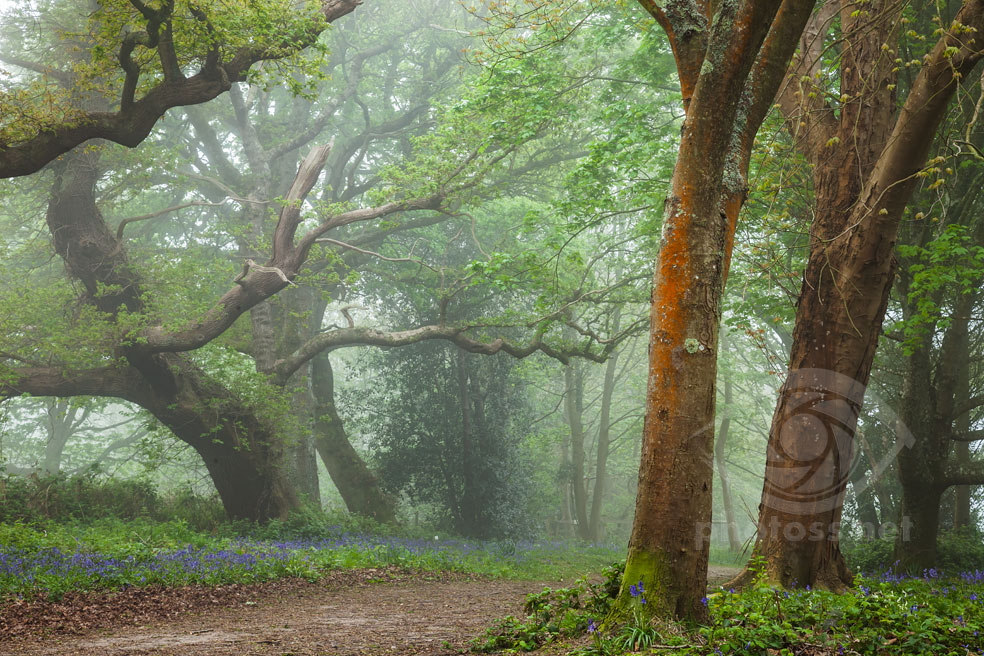 Misty woodland in West Sussex. How to achieve depth in landscape photography