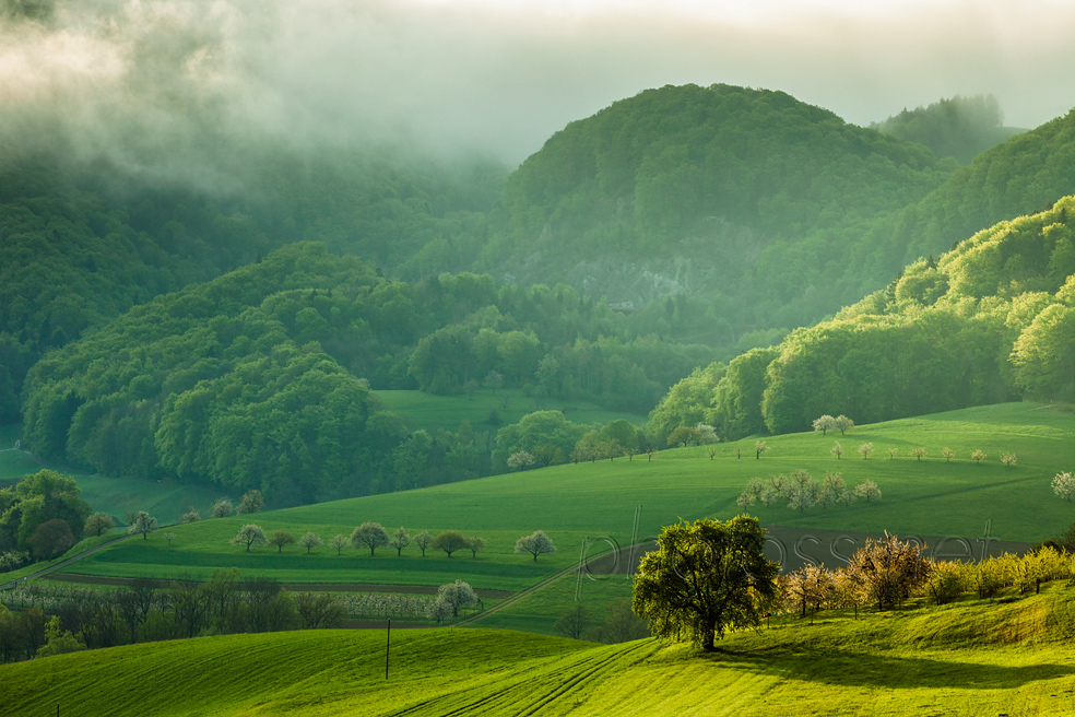 Spring morning in the Jura Mountains, Switzerland. What is the best light for landscape photography?