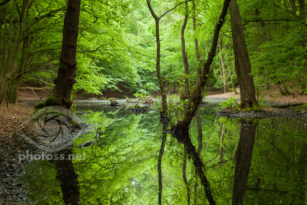 How to photograph woodlands and forests. Landscape & Travel Photographer Slawek Staszczuk.