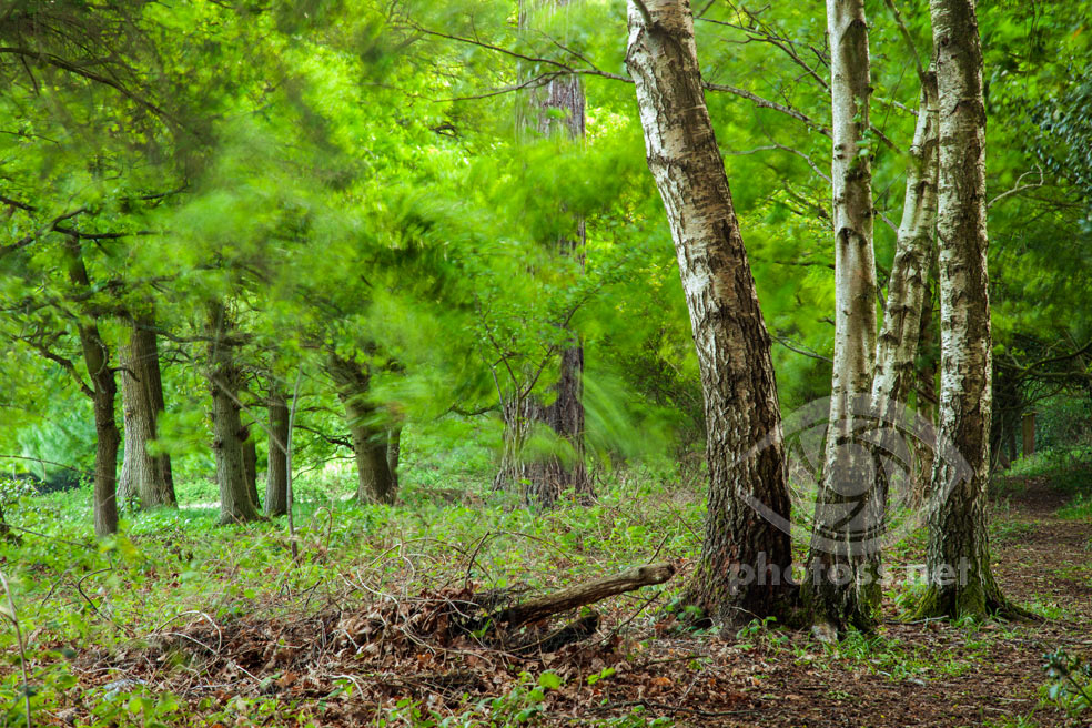 How to photograph woodlands. Landscape & Travel Photography Slawek Staszczuk.