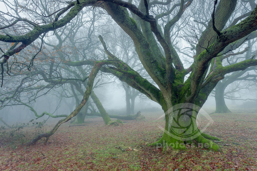 How to Photograph Woodlands & Forests. Landscape Photography by Slawek Staszczuk.