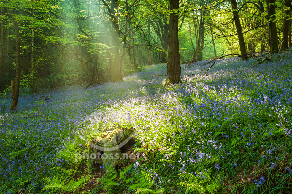 How to photograph woodlands & forests. Slawek Staszczuk Photography.