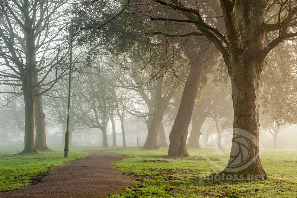 Foggy park. Landscape composition - a woodland scene.