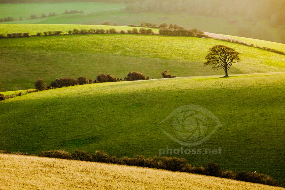 Solitary tree on the South Downs. A telephoto landscape.