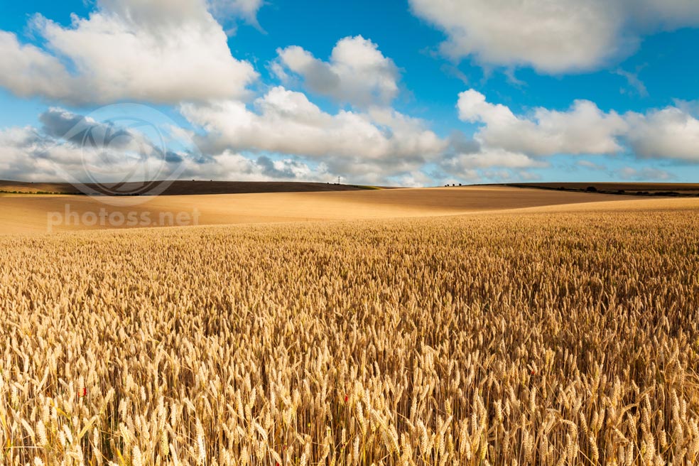 Summer on the South Downs near Falmer