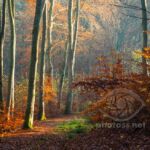Autumn morning in Tricity Landscape Park, Gdynia. Slawek Staszczuk Photography.