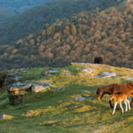 Dartmoor Ponies. Slawek Staszczuk Photography.
