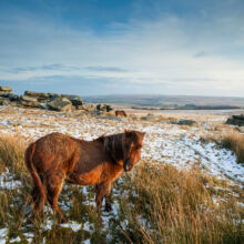 Dartmoor Pony. Slawek Staszczuk Photography.