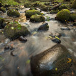 Brook in the forest, Gdynia. Slawek Staszczuk Photography.