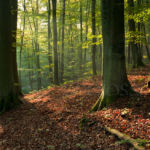 Autumn Forest in Gdynia. Slawek Staszczuk Photography.