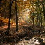 Autumn in the Forest, Gdynia. Photography Services Sussex.