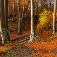 November morning at Kępa Redłowska Nature Reserve in Gdynia. Autumn at Kępa Redłowska. Slawek Staszczuk Photography.