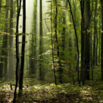 Misty Forest in Gdynia. Slawek Staszczuk Photography.