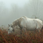 White horse in the fog. Slawek Staszczuk Photography.
