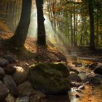 Autumn in the Forest, Gdynia, Poland. Slawek Staszczuk Photography.