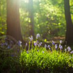 Sussex Landscape Photography. Bluebells in West Sussex.