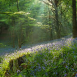 Sussex Landscape Photography. Bluebells in West Sussex.