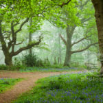 Misty Woods. Sussex Landscape Photography.