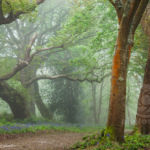 Misty Woodland. Sussex Landscape Photography.