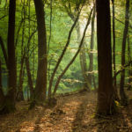 Misty Woods. Sussex Landscape Photography.