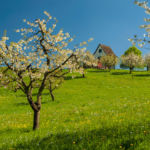 Swiss countryside in spring. Slawek Staszczuk Photogaphy.