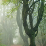 Stanmer Park Landscape Photography Workshops South Downs Sussex. Freelance Photographer Brighton.