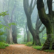 Misty morning in Stanmer Park. Slawek Staszczuk Photography.