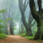 Misty morning in Stanmer Park. Slawek Staszczuk Photography.