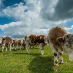 Freelance Landscape Photographer in Sussex. South Downs Photography.