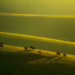 South Downs Landscape Photography. Photographer in Sussex.
