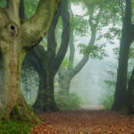 Landscape Photographer in Sussex. Stanmer Park on South Downs.