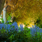 Bluebells 2021