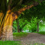 Spring on the riverside in York - Slawek Staszczuk