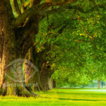 Jesus Green in Cambridge - Slawek Staszczuk Photography
