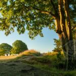 Trees at Old Sarum