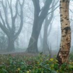 Foggy winter day in Stanmer Park
