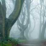 Winter in Stanmer Park