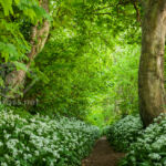 Wild garlic in Caernarfon.