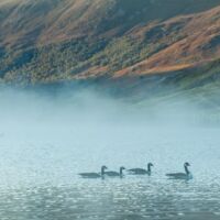 Canada geese on Crummock Water. Canada geese in the mist on Crummock Water.