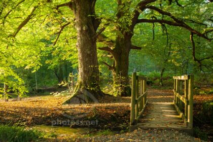 Autumn morning in a woodland near Loweswater.