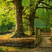 Autumn morning in a woodland near Loweswater. Autumn morning in a woodland near Loweswater.