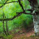 King's Wood, Lake District. Slawek Staszczuk Photography.