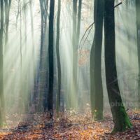 Autumn morning in Tricity Landscape Park. Autumn morning in Tricity Landscape Park