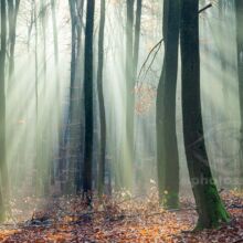 Autumn morning in Tricity Landscape Park