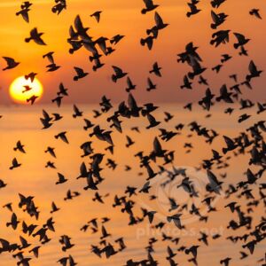 Starlings at sunset.
