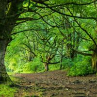 Ancient woodland on the slopes of the Malvern Hills.