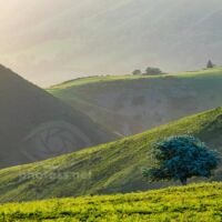 Lone tree on Shropshire Hills near Church Stretton.