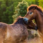 Exmoor Ponies at Stiperstones Nature Reserve in Shropshire.